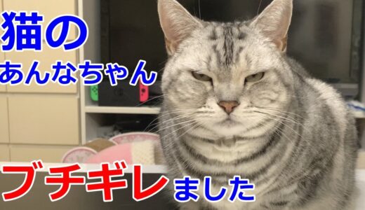 関西弁をしゃべる猫が怒る！ブチギレ悪ネコになっちゃった！