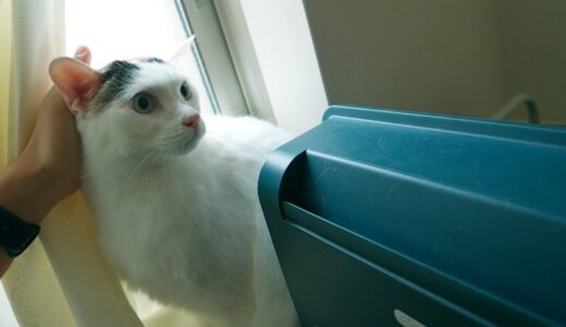 Dysonの掃除機に怯える猫のチロさんをなだめようとしてみた