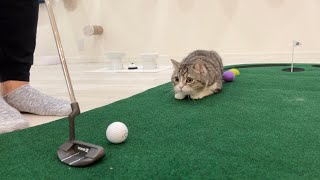 ボールが大好きな猫と一緒にゴルフをしたらこうなりましたw