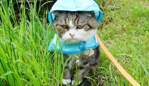 雨の日にカッパを着てお散歩するねこ２。-Maru takes a walk in a raincoat 2.-