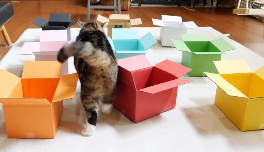 カラフルな箱とねこ。-Colorful Boxes and Cats.-