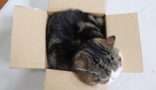 暑いのに小さな箱にみっちりと詰まっているねこ。-It's hot, but Maru's tightly packed in a small box.-