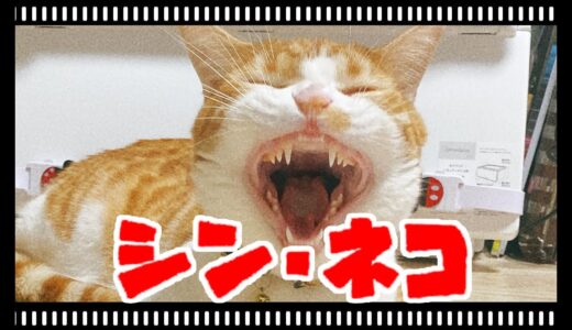 【猫動画】シン・ネコ〜にゃんともパレード〜#175