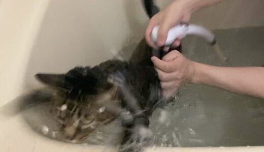 お風呂中は絶対に噛みつかない凶暴猫