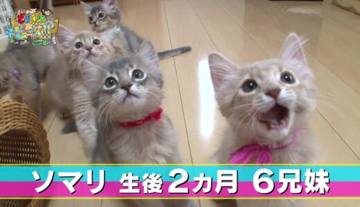 【ソマリ】キャットタワー　ふかふか　ハプニング【かわいい猫まとめ動画】