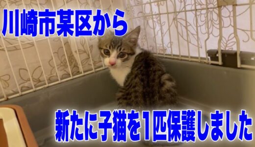 川崎現場に取り残されている子猫1匹の確保に成功しました【We rescued a kitten】