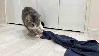 洗濯物に爪が引っかかって大慌てな猫の反応がかわいすぎました…笑