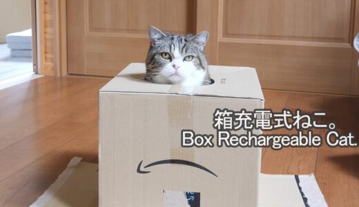 箱充電式なねこ。-Maru is a box rechargeable cat.-