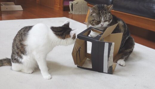 大きな猫が入らないように見張るねこ。-Miri keeps her eyes on the box the big cat not to get into it.-