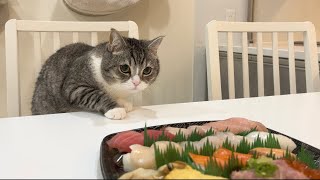 お寿司パーティーに乱入して怒られた猫の反応がかわいすぎました笑