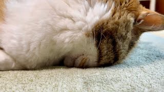 ウチの猫のごめん寝が独特すぎる
