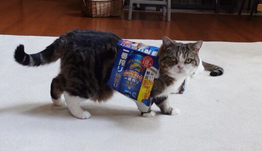 ビール箱の着方を教えるねこ。-Maru teaches Miri how to wear a beer box.-