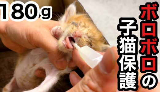 【子猫保護】目が塞がったボロボロの子猫にミルクを流し込む