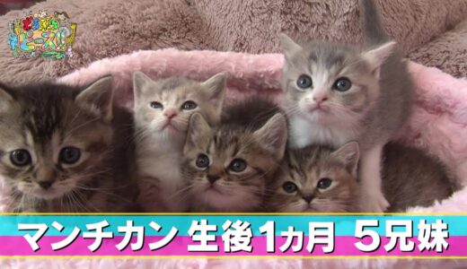 【マンチカン】イタズラ　兄妹ケンカ　ハプニング　赤ちゃん【かわいい猫まとめ動画】