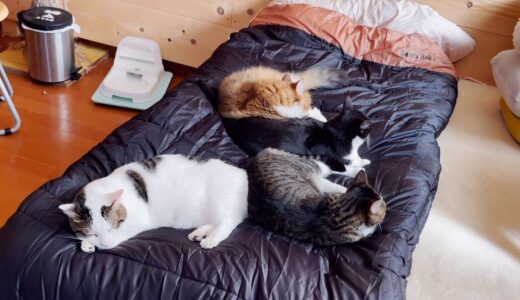 猫が集まってくると噂される寝袋で寝てみました