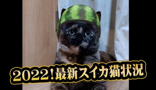 【猫動画】2022！最新スイカ猫状況〜にゃんともパレード〜#187