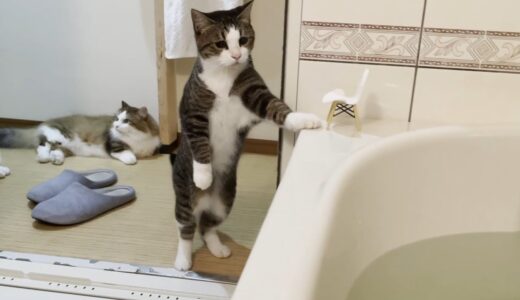 猫にモテる入浴剤を使ったら浴室が猫だらけになりました