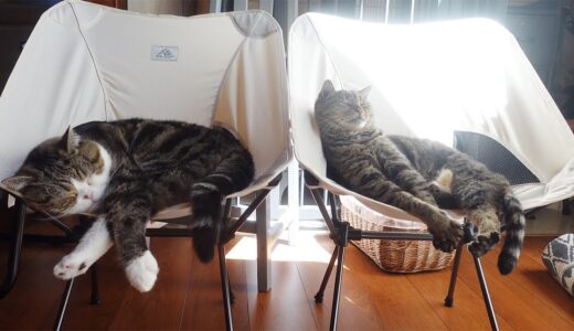 キャンプチェアでお昼寝するねこ。-Maru&Hana take a nap in the camping chairs.-