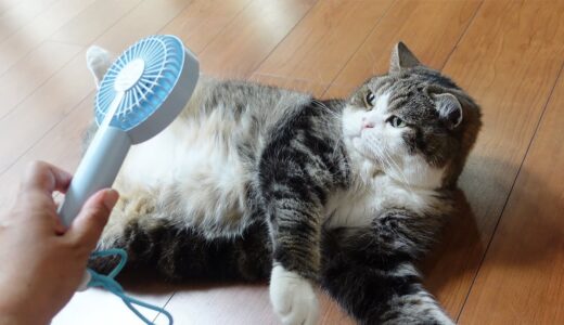 小型扇風機とねこ。-Small electric fan and Maru.-