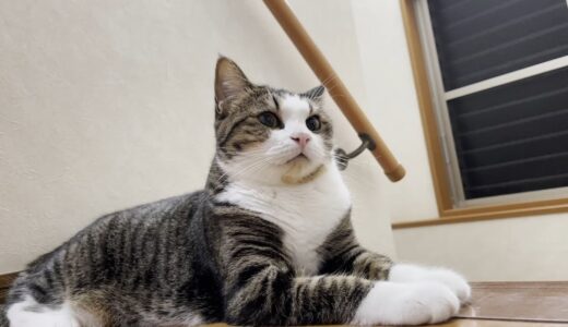 オデコは娘のピアノを聴いて安心する猫なんです
