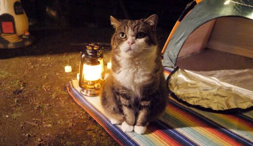 夜キャンプなねこ。 -Night camp and Cats.-