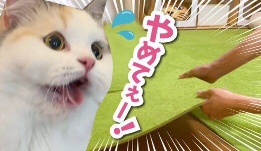 【悲報】猫たちのお部屋を解体します【関西弁でしゃべる猫】