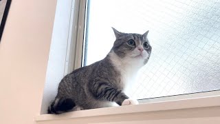 窓際でお昼寝してたら雷が落ちて猫が大変なことになりました…汗