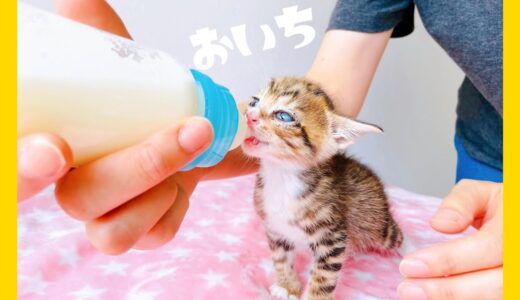 【子猫のミルク】ミルクはおいしいよなぁ★【保護猫生活4日目】
