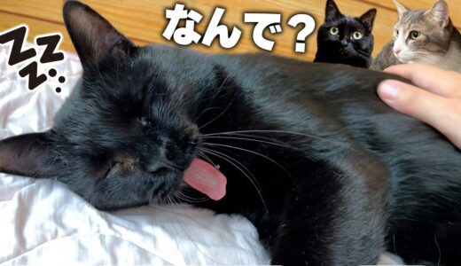 【なんで？】目が覚めたら嫌われていたはずの黒猫が一緒に寝ていました