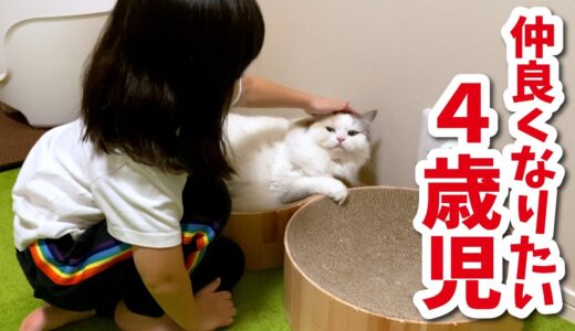 ４歳の娘が猫達と仲良くなれなくて困ってます…【関西弁でしゃべる猫】