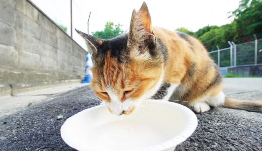 炎天下の蝉しぐれの中でねこちゃんの国産牛乳をうまそうに噛みしめて飲むさくらねこが可愛い  猫  野良猫  ニャンちゃん