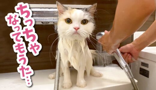 お風呂に入れたら子猫になっちゃった猫がこちら【関西弁でしゃべる猫】