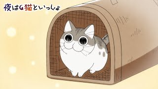 アニメ『夜は猫といっしょ』 第1夜 「ネコが家に来た日」
