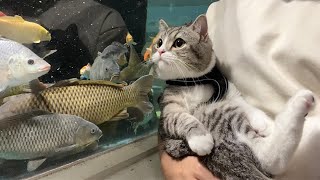 生まれて初めて水族館に来た猫の反応がまじでかわいすぎました…笑