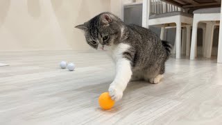 いつも転がしてるボールを床に固定してみたら猫の反応がかわいすぎたwww