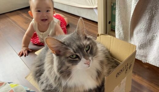 小さすぎる箱にも入る猫　ノルウェージャンフォレストキャットA cat that fits in a box that is too small. Norwegian Forest Cat.