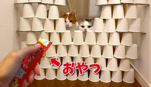 この後、猫が大変な事になりました…【紙コップチャレンジ】【関西弁でしゃべる猫】
