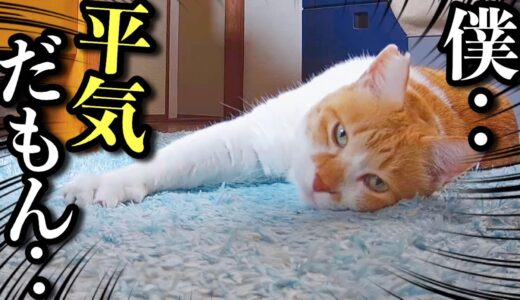 強気な猫のひとりぼっちのお留守番【お盆】