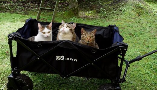 お庭でキャリーワゴン遊びなねこ。-Cats play with a carry wagon in the garden.-