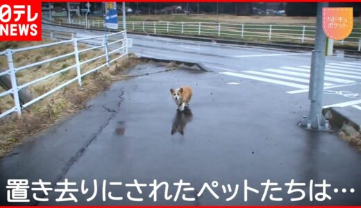 【NNNドキュメント】野生化した犬や猫… 原発事故で放された動物のその後　NNNセレクション