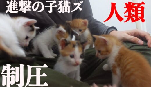進撃の子猫姉妹、人類を制圧する The rescued kitten sisters on my lap