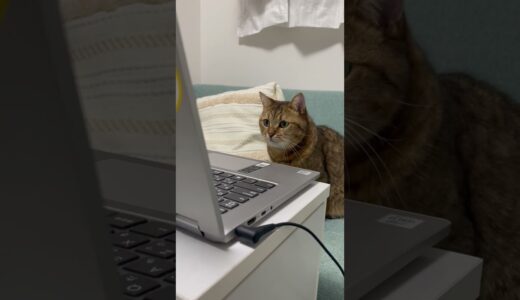 猫がパソコンでアニメばっかり観ているのでパソコンを閉じたらｗｗ　#shorts