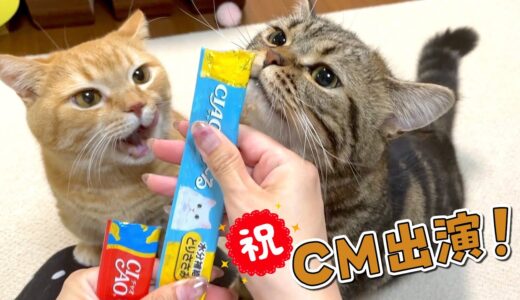 【CM出演記念】生まれて初めてのちゅ〜るに大興奮の猫が可愛い！