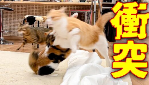 【事故】猫同士が正面衝突して妹猫が吹き飛ばされました…
