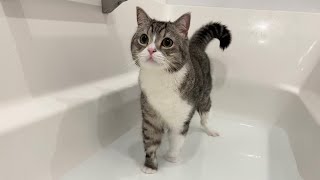 初めての足湯が気持ちよすぎてお風呂嫌いの猫がまさかのこうなりました…