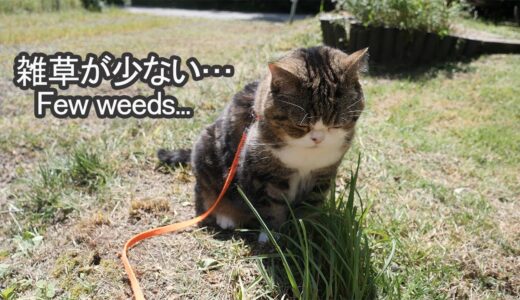 草刈り後の庭に呆然とするねこ。-Cats are surprised at the garden after mowing.-