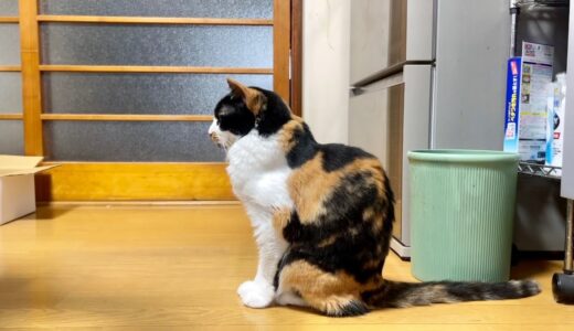 ひーお嬢様(猫)が美しい立ち姿を披露している視線の先にダラっとそれを見てる猫がいます