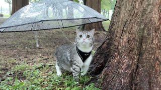 初めて雨の日に傘を差してお散歩してみたら猫の反応がかわいすぎました…笑