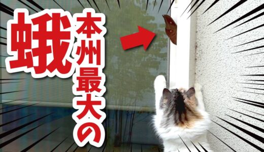 猫がヤバイことになりました…【関西弁でしゃべる猫】