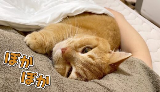 急に寒くなってママと布団に入って寝たい猫が可愛すぎました！